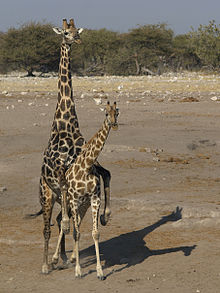 220px-Giraffa_camelopardalis_angolensis_