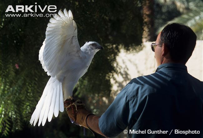 Northern-goshawk-white-morph-on-the-fist