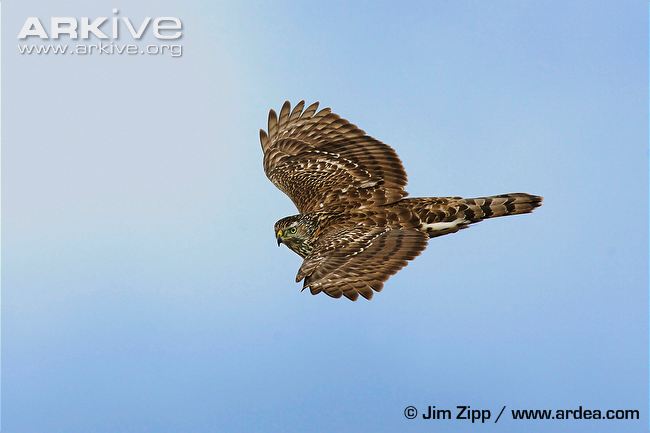 Immature-northern-goshawk.jpg