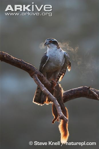 Northern-goshawk-male-with-red-squirrel-