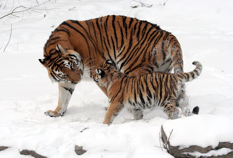 ببر سیبری و توله