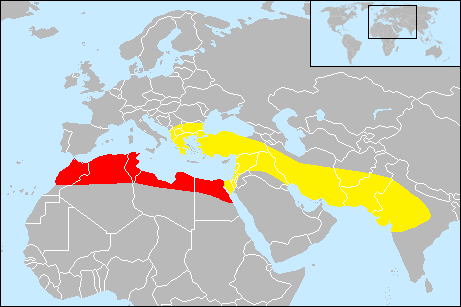 Barbary%20Lion%20%28%20Red%20%29%20%26%2