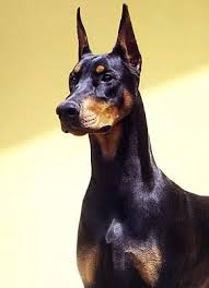 doberman4.jpg