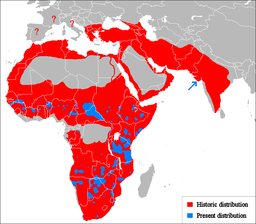 Lion%20Distribution.png