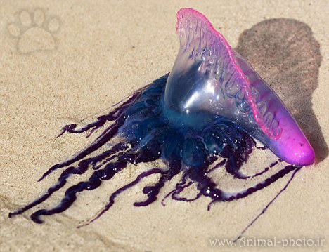 jellyfish picture image