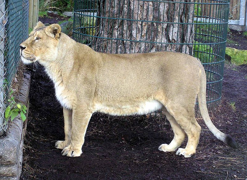 Persian%20Lion%2CFemale.jpg