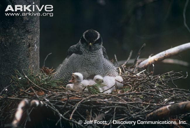 Female-northern-goshawk-subspecies-atric