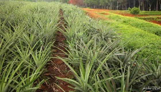 pineapple-plantation07