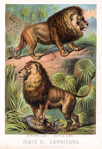 African%20%26%20Asiatic%20Lion.jpg