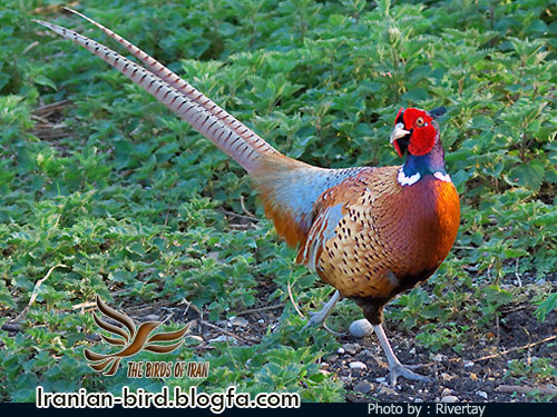 قرقاول جنس نر - Male Pheasant