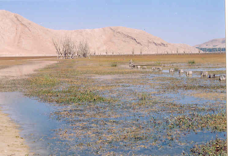 تالاب چغاخورعکس , شهر چغاخور 