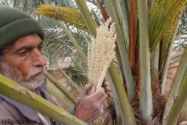 خواص طارونه نخل , خواص تا رو نه , عرق طارونهخواص 