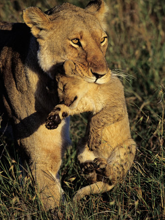 African%20lion%20%26%20Cub.jpg