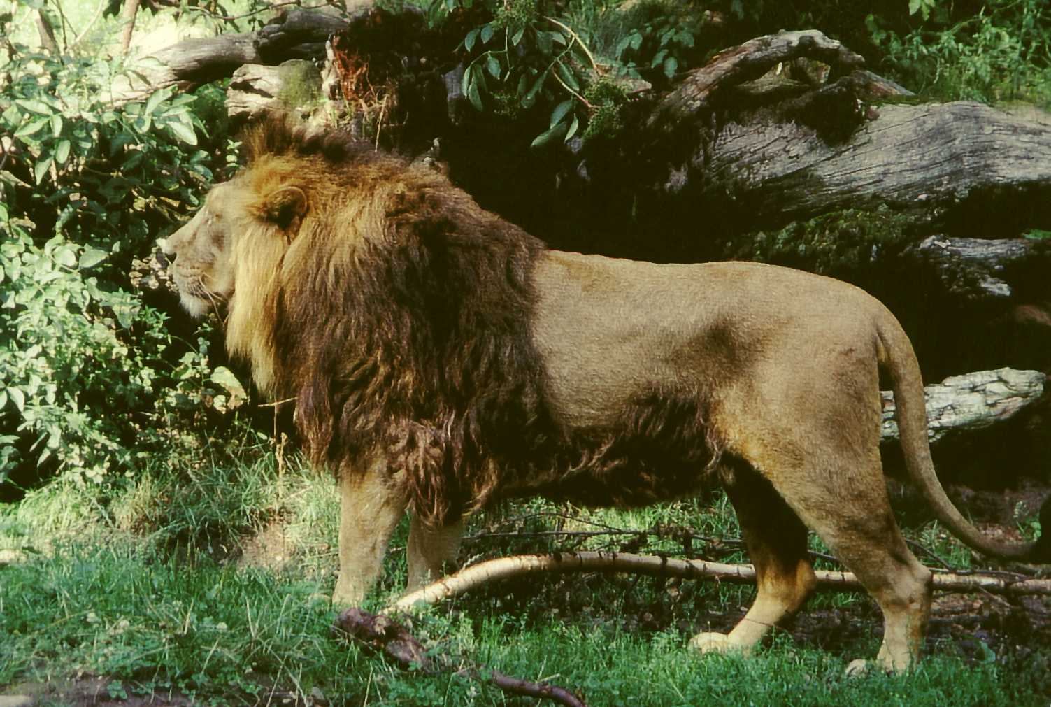 Persian%20Lion%2CMale.jpg