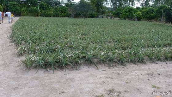 pineapple-plantation09