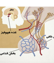 کار عده هیپوفیز چیست , هیپوفیز چیست؟ , غده هیپوفیز چیست 