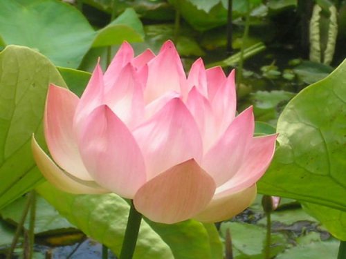 Lotus Flower Photo