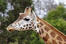 220px-Giraffe08_-_melbourne_zoo.jpg