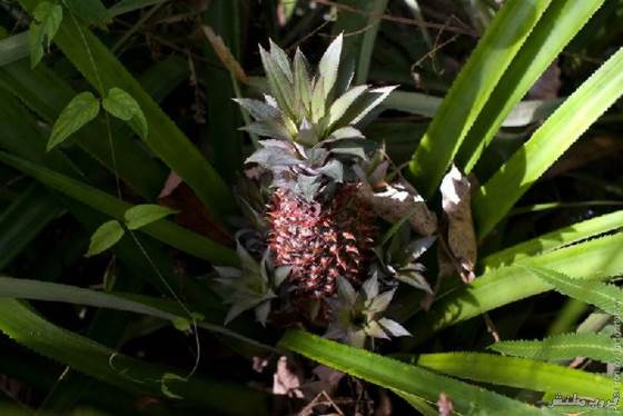 pineapple-plantation08