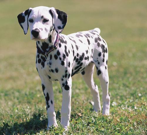 dalmatian7.JPG