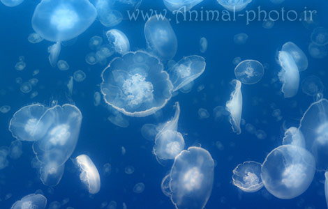 jellyfish photo gallery