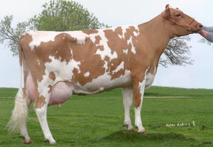 Guernsey%20cow.jpg