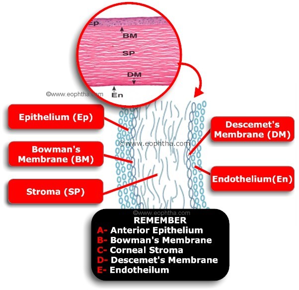 Corneal%20Layers.jpg