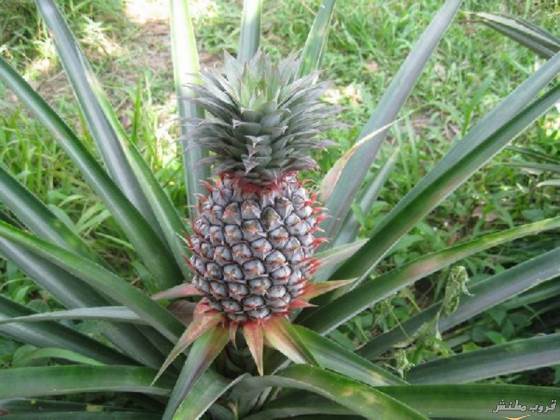 pineapple-plantation03