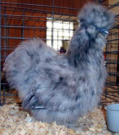 blue-silkie-bantam-hen.jpg