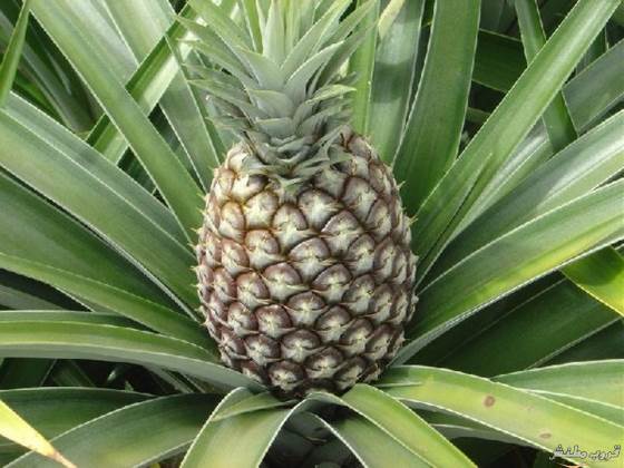 pineapple-plantation10