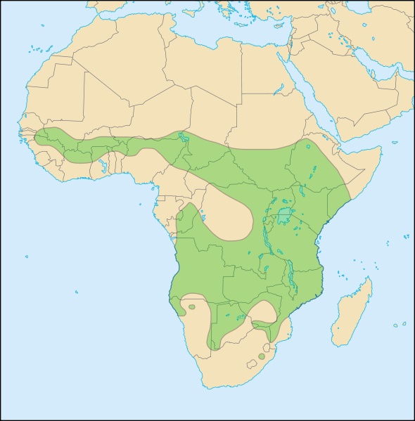 African%20Lion%20Distribution.png