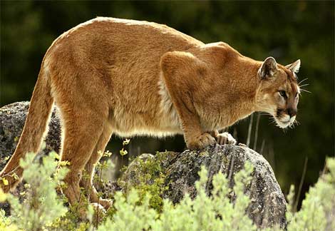 Mountain%20Lion%201%20%28%20Puma%20%29.j