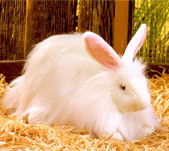 rabbitangora.jpg