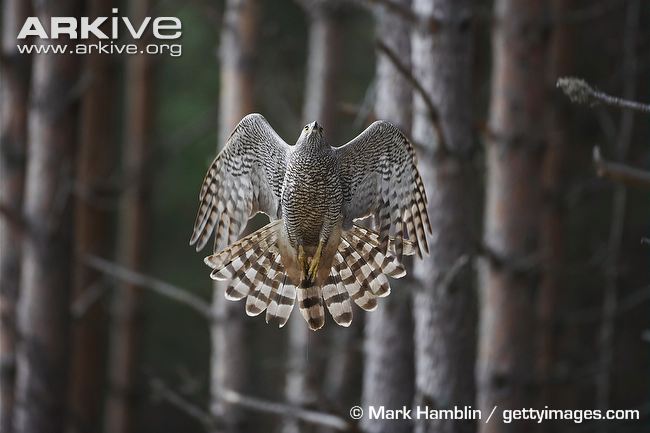 Northern-goshawk-in-flight.jpg