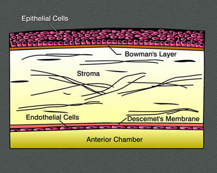 cornea.jpg