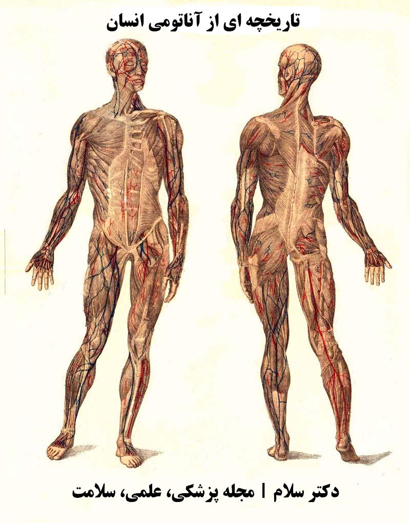 اولین دانشمند در آناتومی کیست؟ 