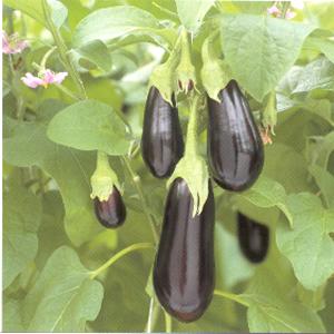 29aubergine.jpg