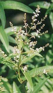 Lippia citriodora: Lemon verbena