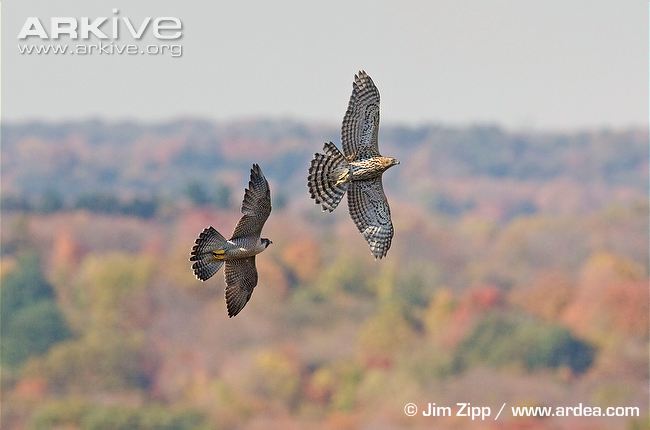 Immature-northern-goshawk-being-chased-b