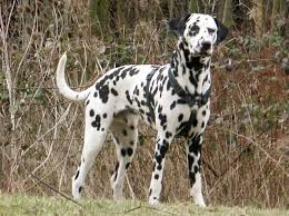 1190779372dalmatian.jpg