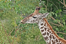 220px-Giraffe_feeding%2C_Tanzania.jpg