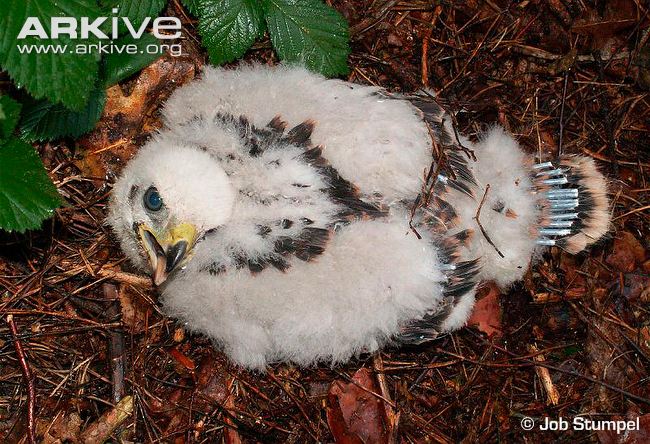 Northern-goshawk-chick.jpg