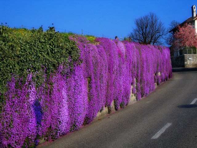 طبیعت زیبا