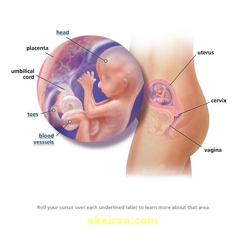 هفته شانزدهم بارداری , هفته 16 بارداری , هفته 16 بارداری یعنی چند ماهگی 