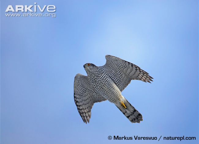 Northern-goshawk-flying.jpg